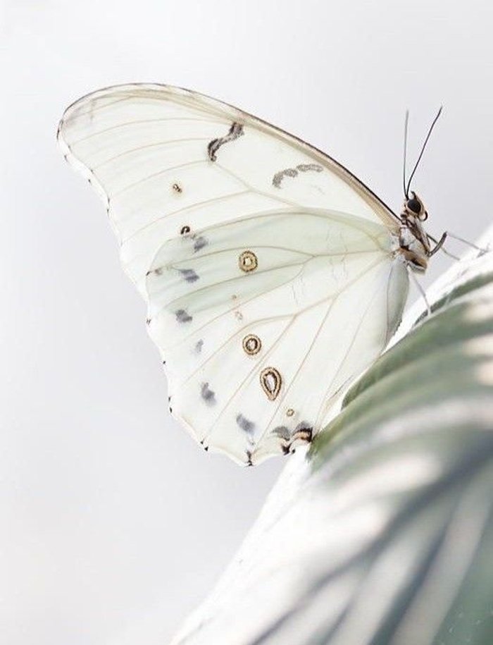 A white morpho butterfly resting mid-transformation